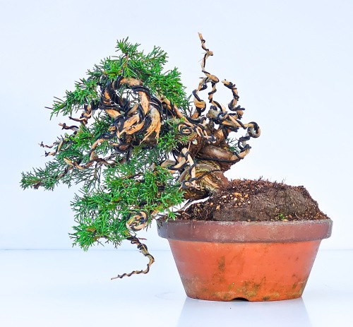Bonsai wacholder juniperus - bonsai,