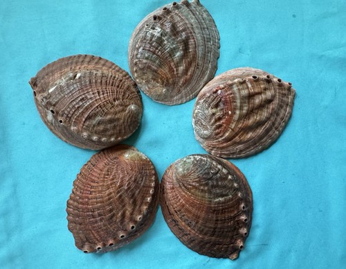 Meeresmuschel haliotis - 5, x