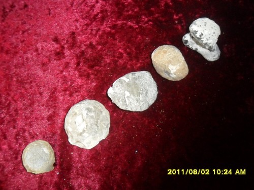 Fossilien-Seeigel-Echinocorys