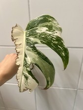 Monstera Variegata Steckling/Ableger