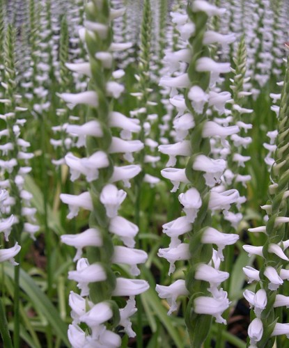 Spiranthes chadds ford - spiranthes, 'chadds