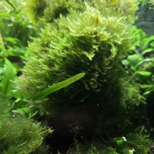 Christmas Moos  Wasserpflanze