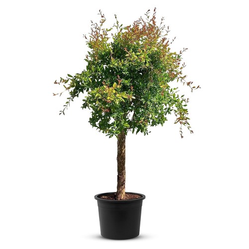 Granatapfelbaum punica - granatapfelbaum,