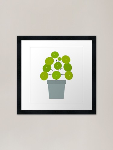 Pilea peperomioides