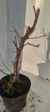 Bonsai,  Birkenbaum, Sandbirke, Betula  pendula  im 1 Liter Topf