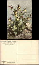 Ansichtskarte  Botanik Pflanzen Cypripedium Calceolus. Photochromie 1912