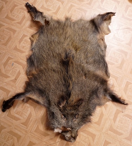 Schönes wildschweinfell wild - schönes,