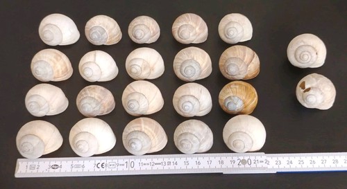 Schneckenhäuser 22 stück - ,