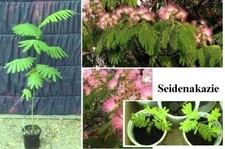 Seidenakazie exotische