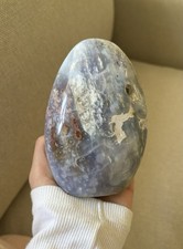 Immergrüner Seejaspis