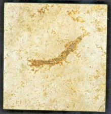 versteinerter Fisch aus dem Plattenkalk von Solnhofen - Fossil Kalk - TOP !!