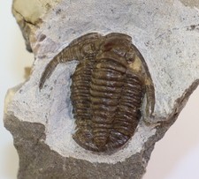 Trilobit, Cornuproetus