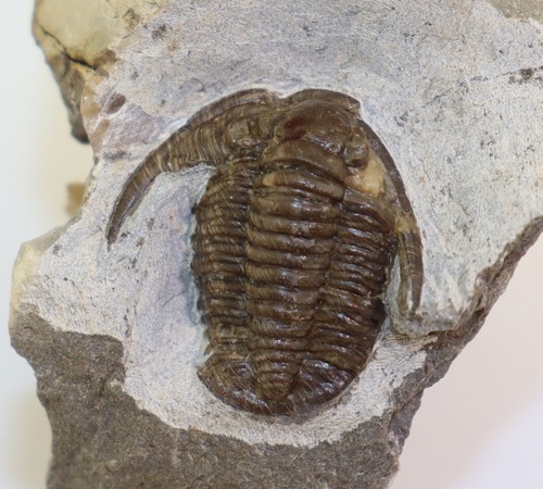 Trilobit cornuproetus - trilobit,,