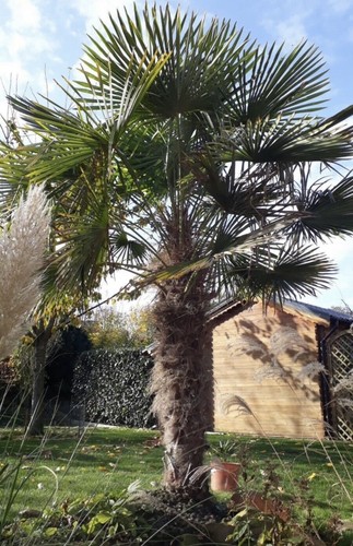 Stk hanfpalme garten - stk.,