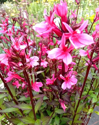 Staude lobelia speziosa - staude,