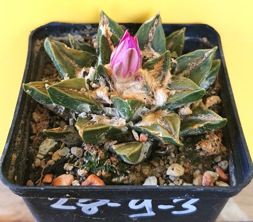 Ariocarpus spec auf eigenen - ariocarpus,