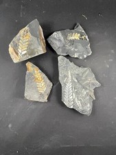 Karbon Pflanzenfossilien