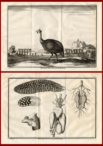 Antike drucke guineafowl - 2,