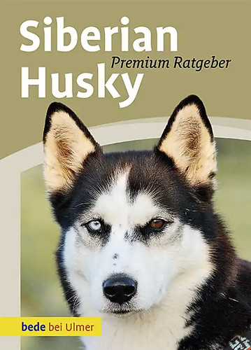 Siberian husky - siberian,