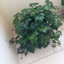 Ableger "Russischer Wein"