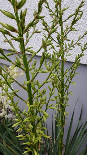 Stück palmlilie garten - stück,