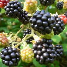 Brombeere Theodor Reimers aromatisch ca. 60-100 cm im 3,5 Liter Topf gewachsen