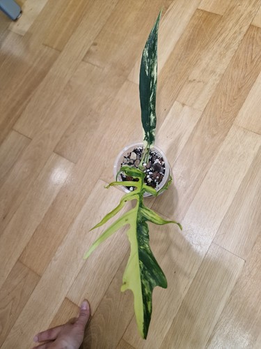 Philodendron florida beauty - beauty, x