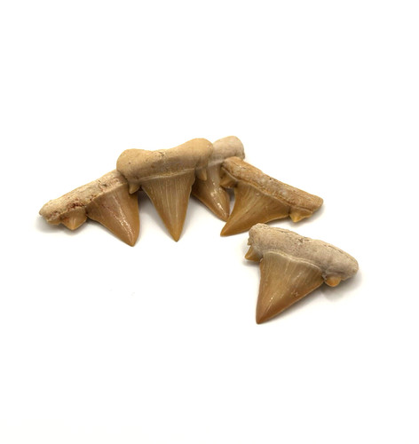 Stück haizähne fossil - haizähne,