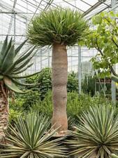 XXL Kanarischer Drachenbaum Dracaena Draco 100-120 cm Zimmerpflanze Drachenbaum