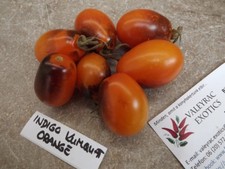 Tomate Indigo Kumquat Orange -