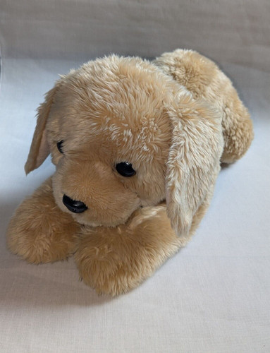Aurora hund golden retriever - aurora,