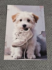 Malteser - Hund - Dog  -