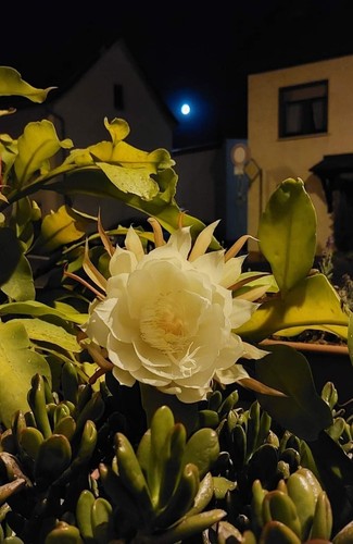 Epiphyllum-oxypetalum