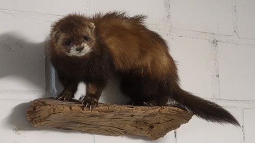 Tierpräparat marder trophäe - tierpräparat,