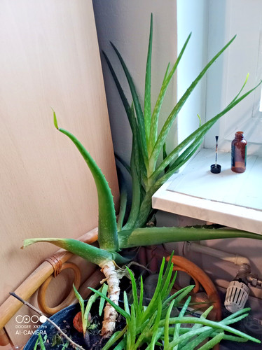Aloe vera ableger ca - aloe,
