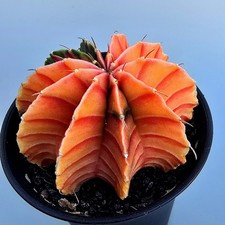 Schöner Ausgefallener