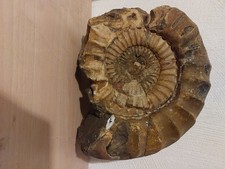 Ammonit,  Arietites  sp  Lias a3 ; 290 mm   umg  balingen