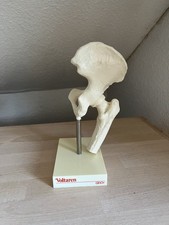 Anatomisches Modell - Hüftgelenk