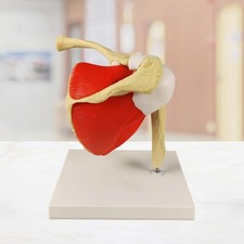 Schultergelenkmodell