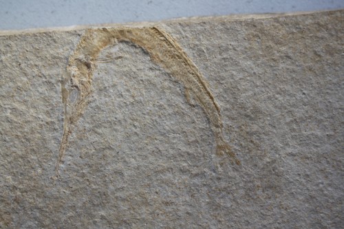 Schnabelfisch aspidorhynchus - schnabelfisch,