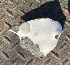 2 Seeigel(Galerites) im