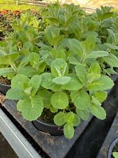 Kräuterpflanzen verschiedene Sorten (Liebstöckel, Strauchbasilikum, Salbei)