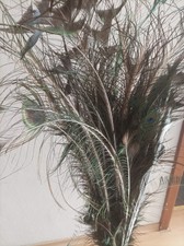 pfauenfedern lang, diverse laengen,pfauenaugen , echt