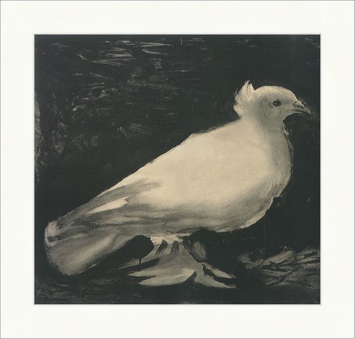 Die taube pablo picasso - die,