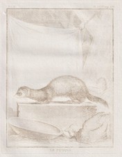 Frettchen Iltis polecat Putois