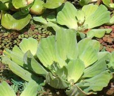 Schwimmpflanzen 5 Sorten für