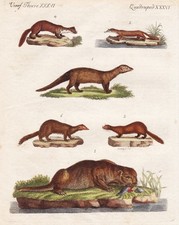 Fisch-Otter marten Marder