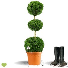 Buchsbaum Trio-Kugel auf Stamm