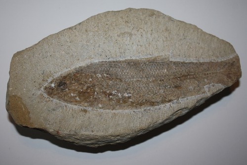 Rhacolepis aus brasilien - rhacolepis, (es