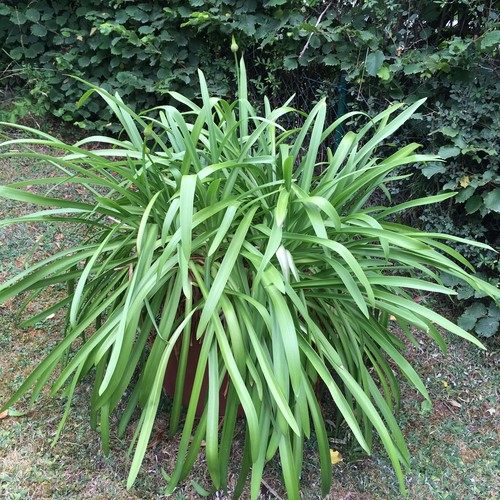 Agapanthus blau sehr großer - agapanthus, blau,